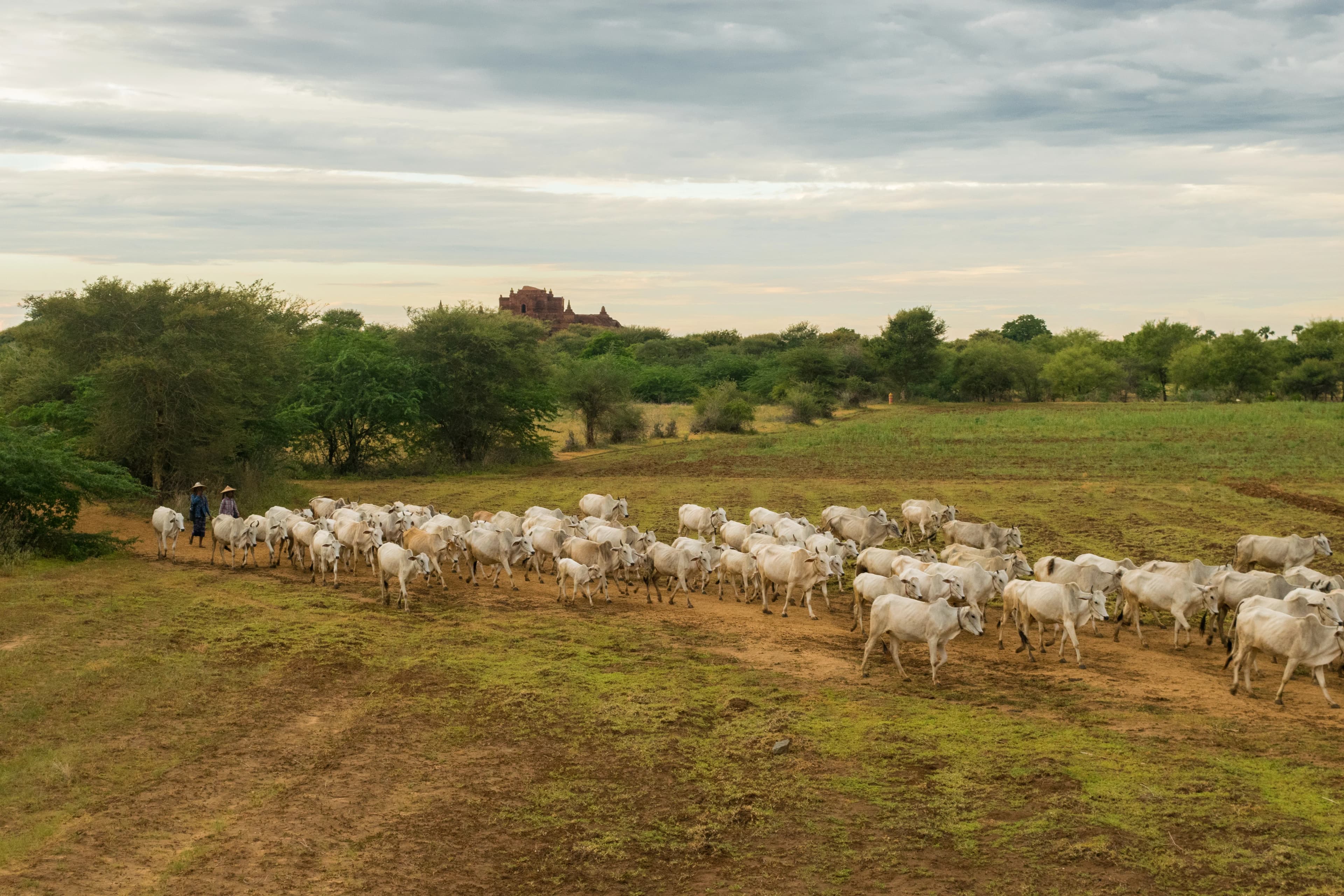 agric